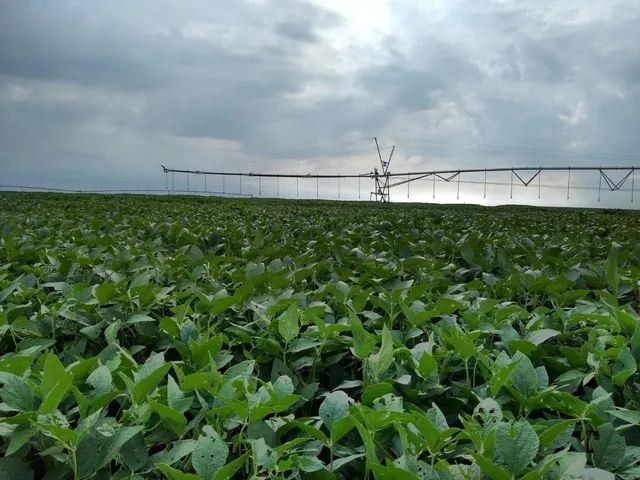 Fazenda Regiao de Maringá  107 alqueiro irrigado  - Foto 4