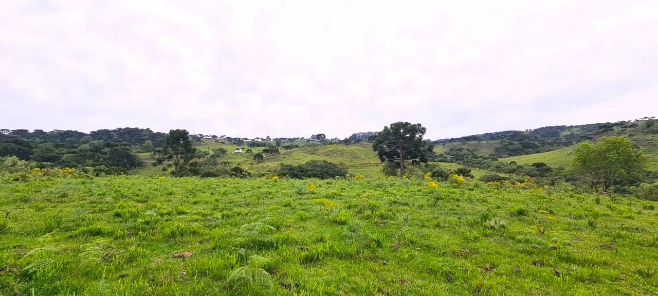 São Joaquim- Serra Catarinense- 15 hectares - Foto 3