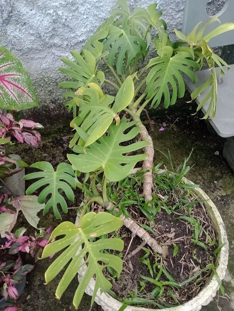 Plantas de várias espécies