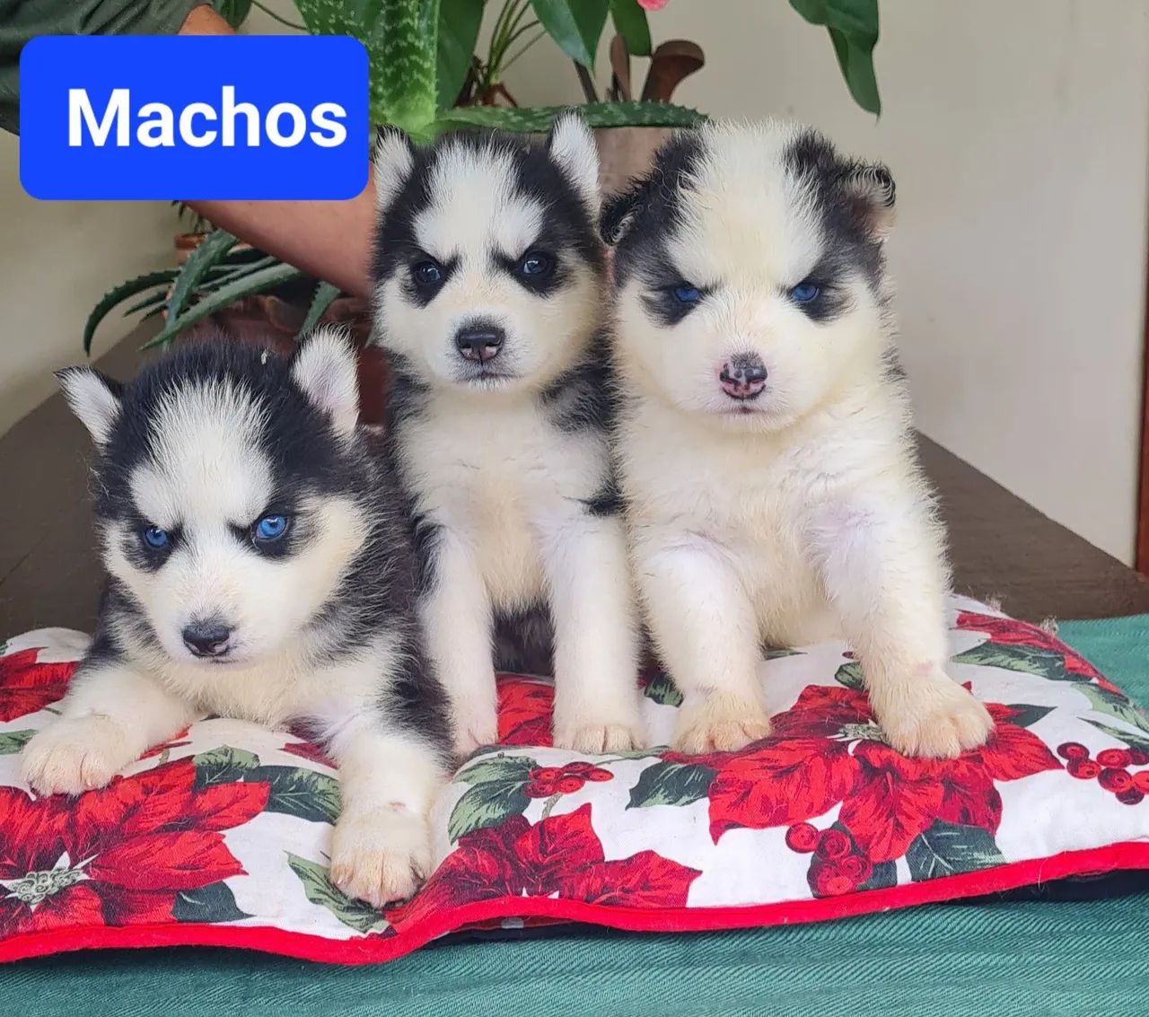 Husky Siberiano!! Faça sua reserva de Natal - Foto 3