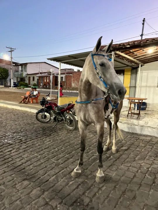 Potra Mangalarga para venda *34 - Foto 4