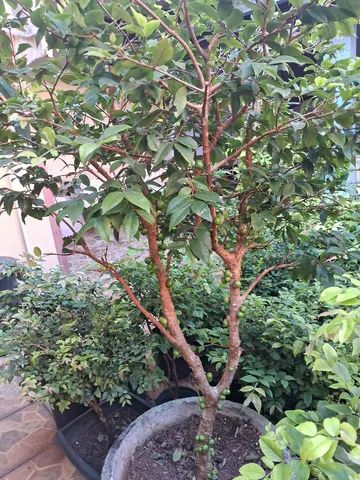 Mudas de jabuticabas e plantas ornamentais - Foto 3