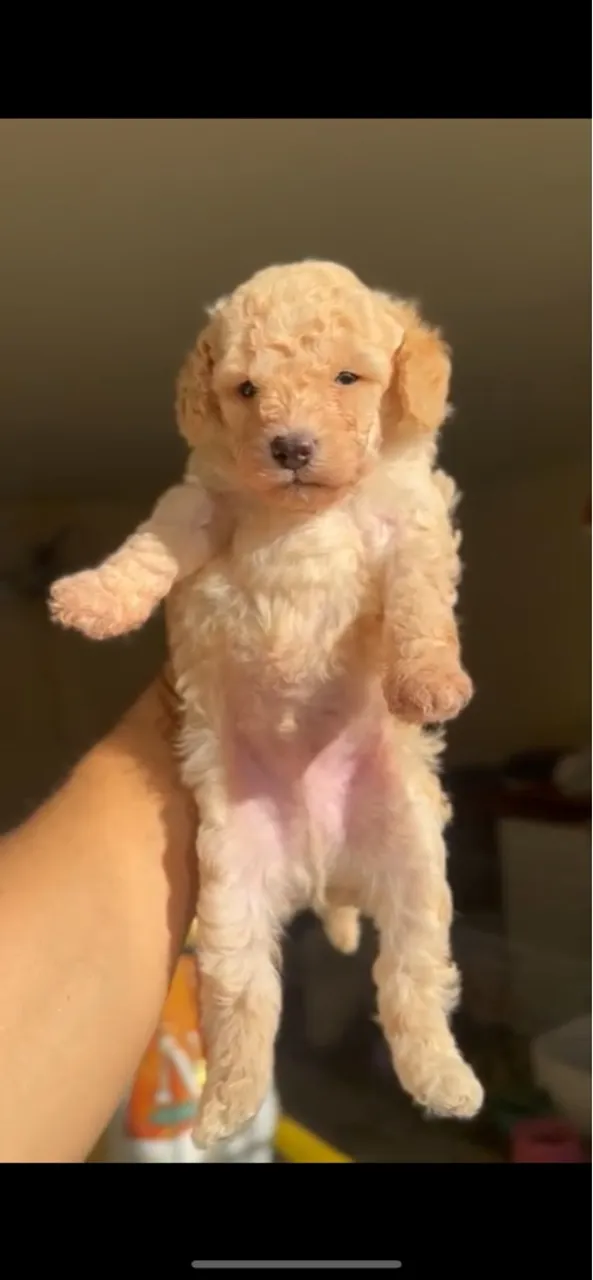 Filhote de poodle anao