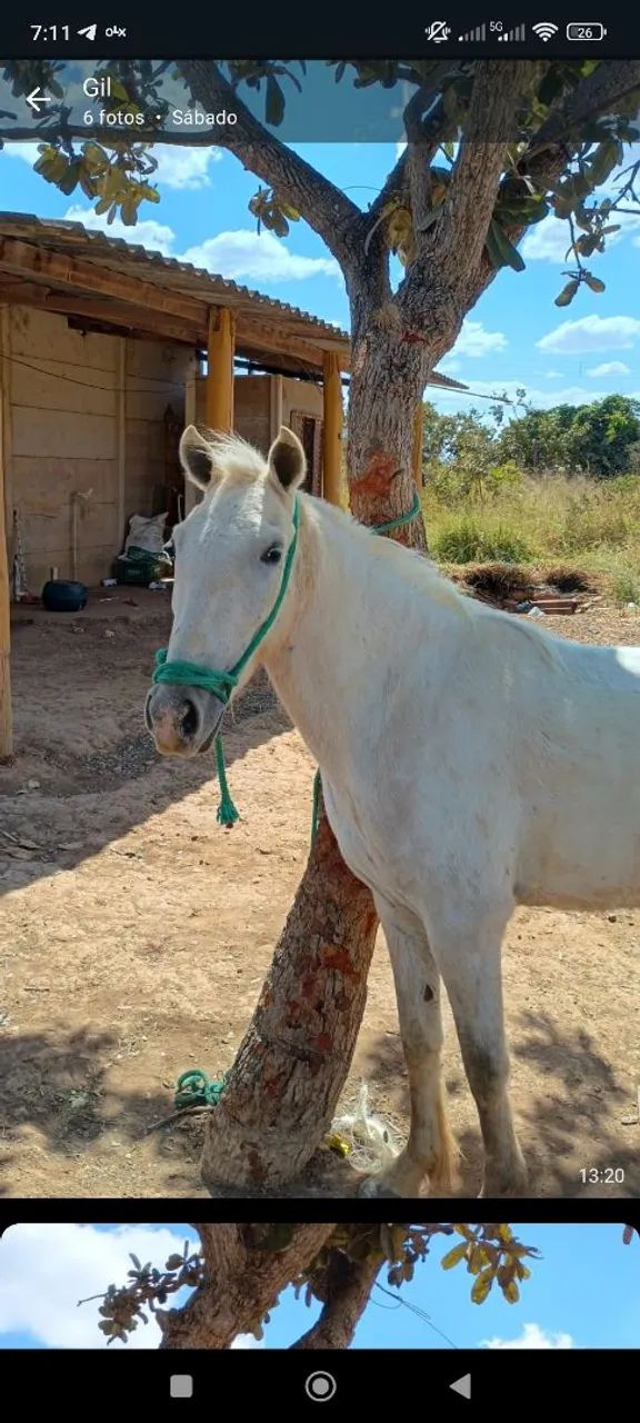 Égua nova e saudável. - Foto 5