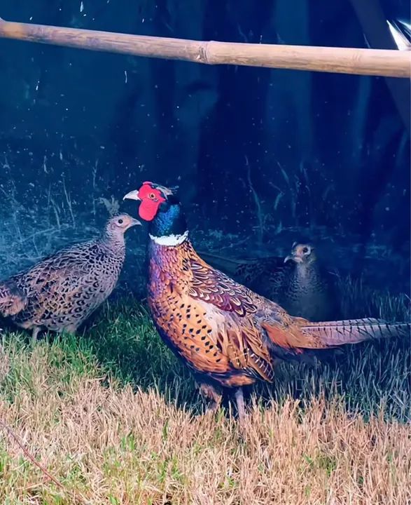 Filhotes disponíveis de Galinhas ornamentais 