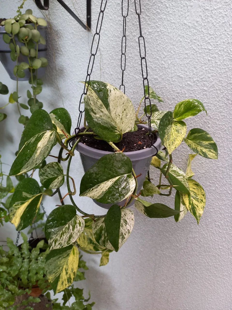 No precinho  - Foto 3