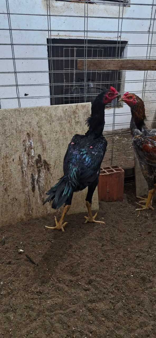 Galos de raça