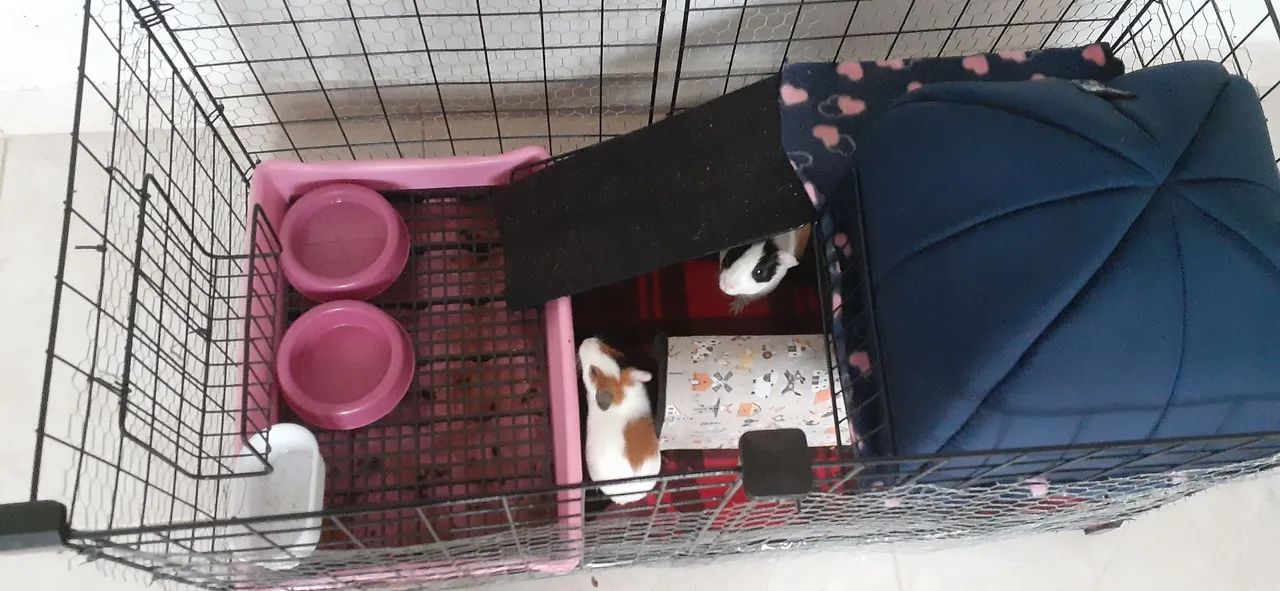 Porquinho da india - Foto 5