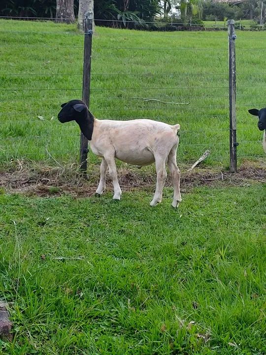 DORPER BORREGOS  - Foto 2