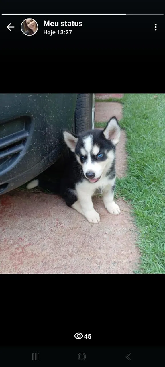 Filhote de Husky Siberiano