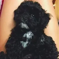Poodle micro toy macho