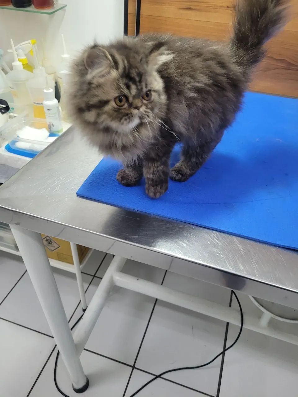 Persa femea filhote tigrada - Foto 4