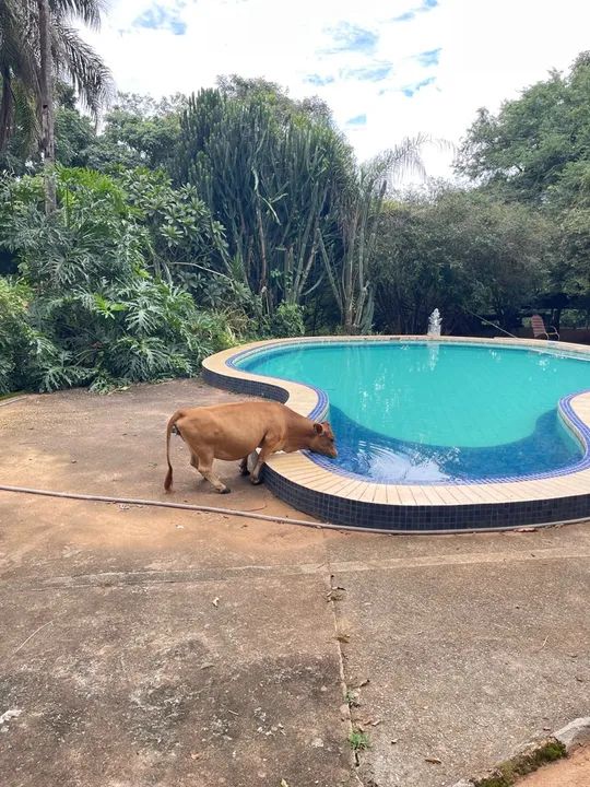 Mini vacas  - Foto 4