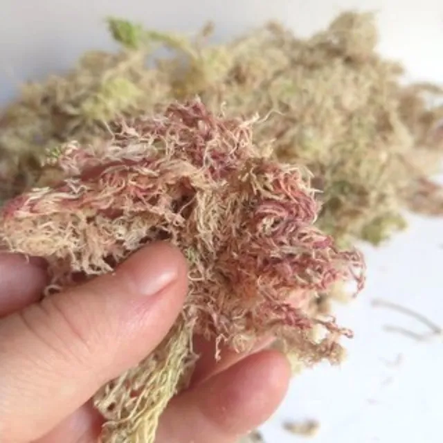 Pacote de Substrato Esfagno Sphagnum Para Plantas Carnívoras Orquídeas 25g