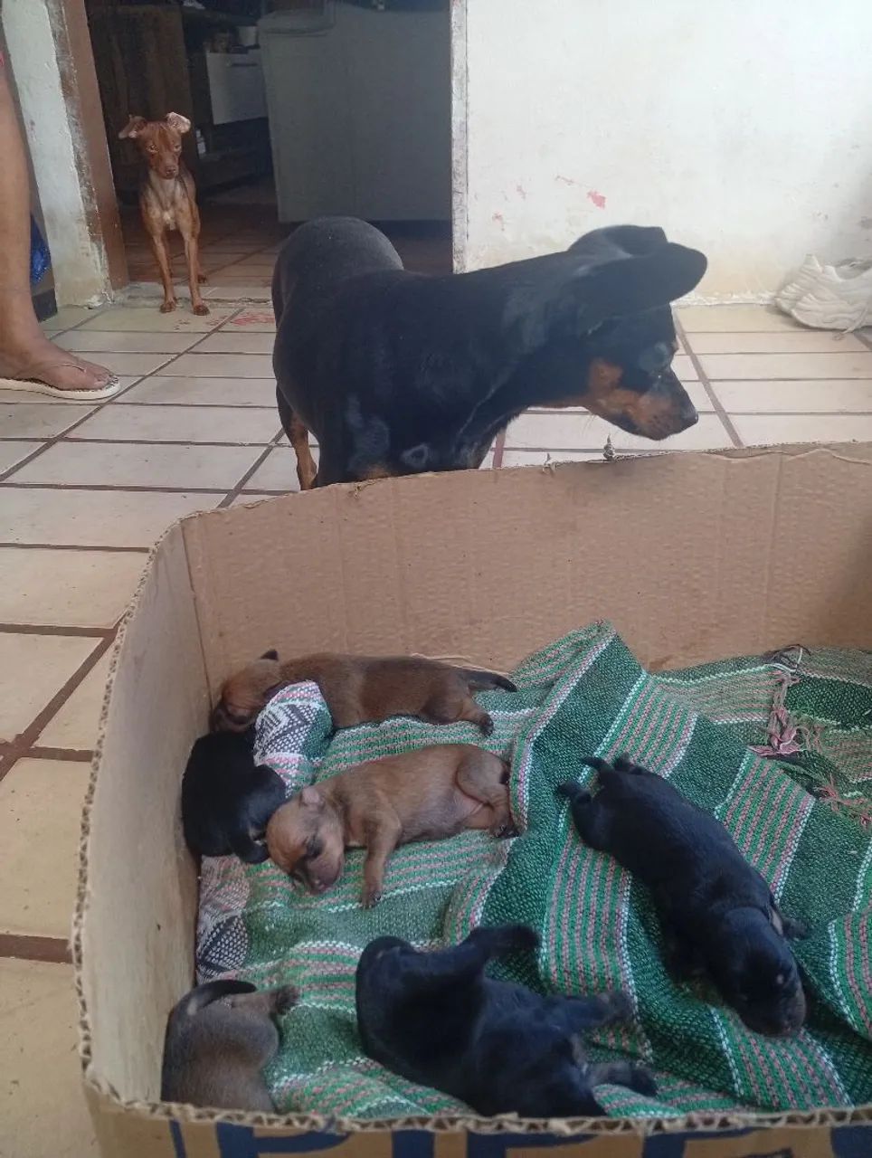 Filhotes de Pinscher - Foto 3