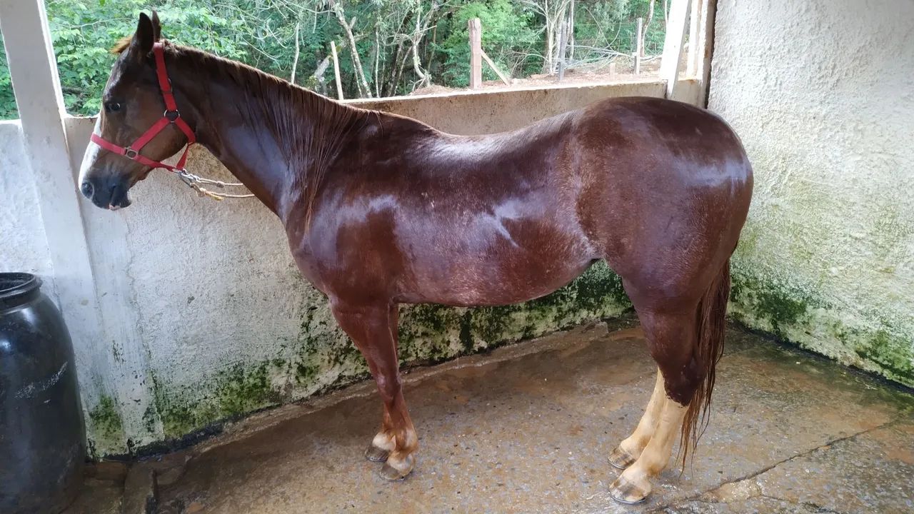 Égua quarto de milha bem domada e mansa. - Foto 2