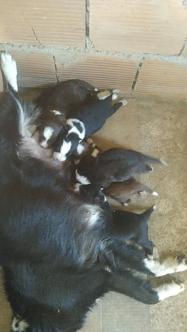Filhotes de Border collie