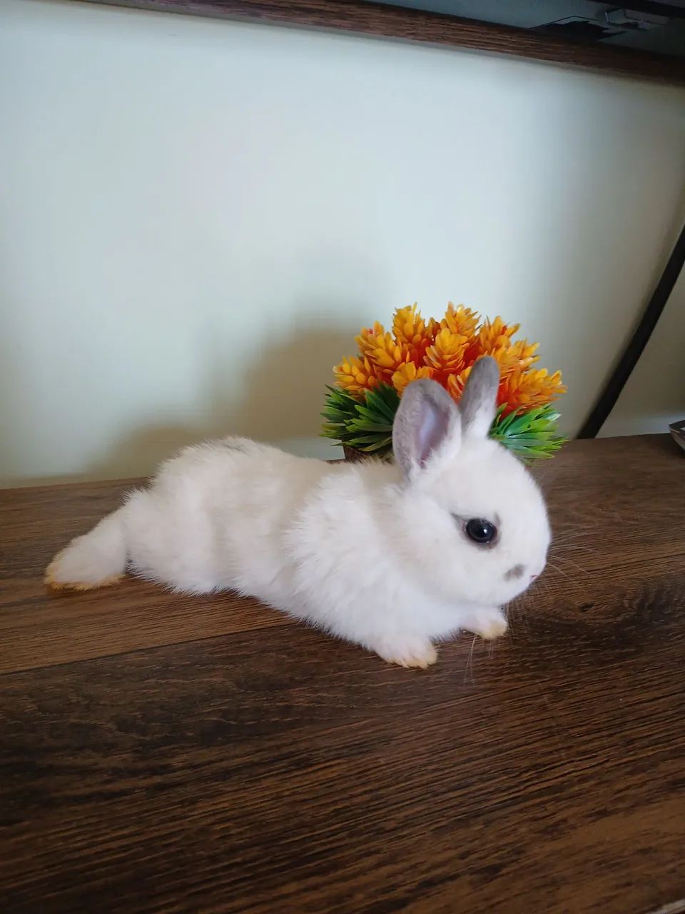 Coelhinho Nertherland Dwarf fofinho e mansinho. - Foto 5