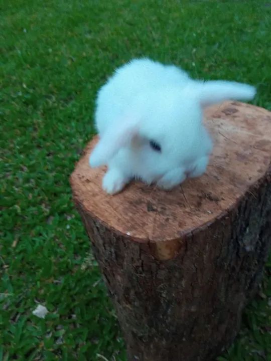 Filhotes de mini-coelhos da raça Lop - Foto 2