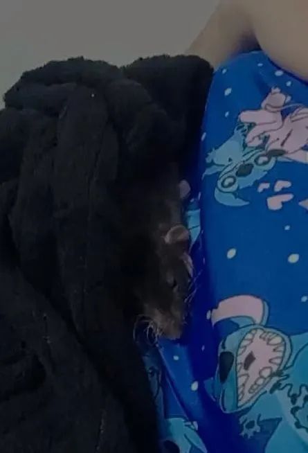 Doação rato Twister  - Foto 2