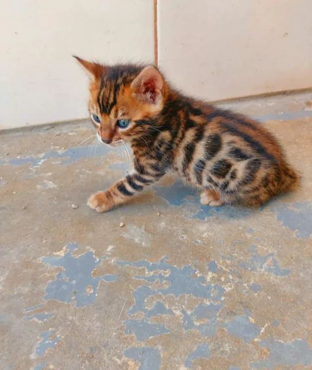 Gato Bengal filhote - Foto 3