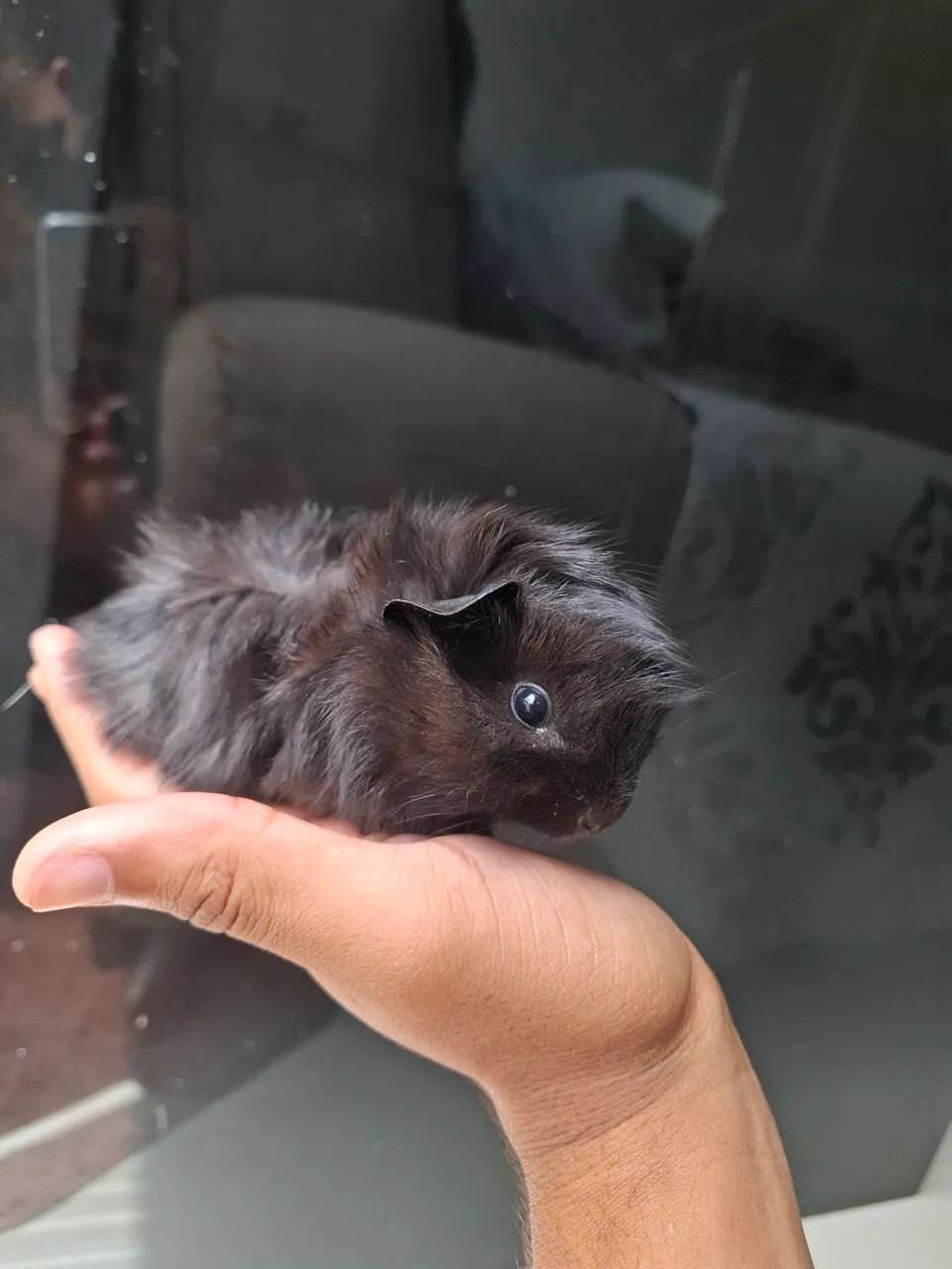 Porquinho da india  - Foto 3