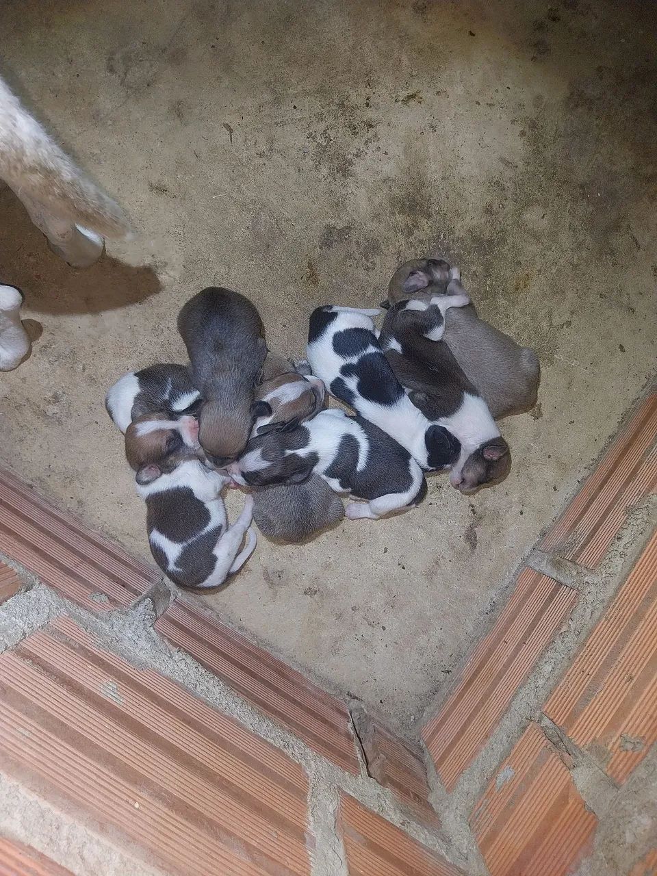 Filhotes de cachorro - Foto 2