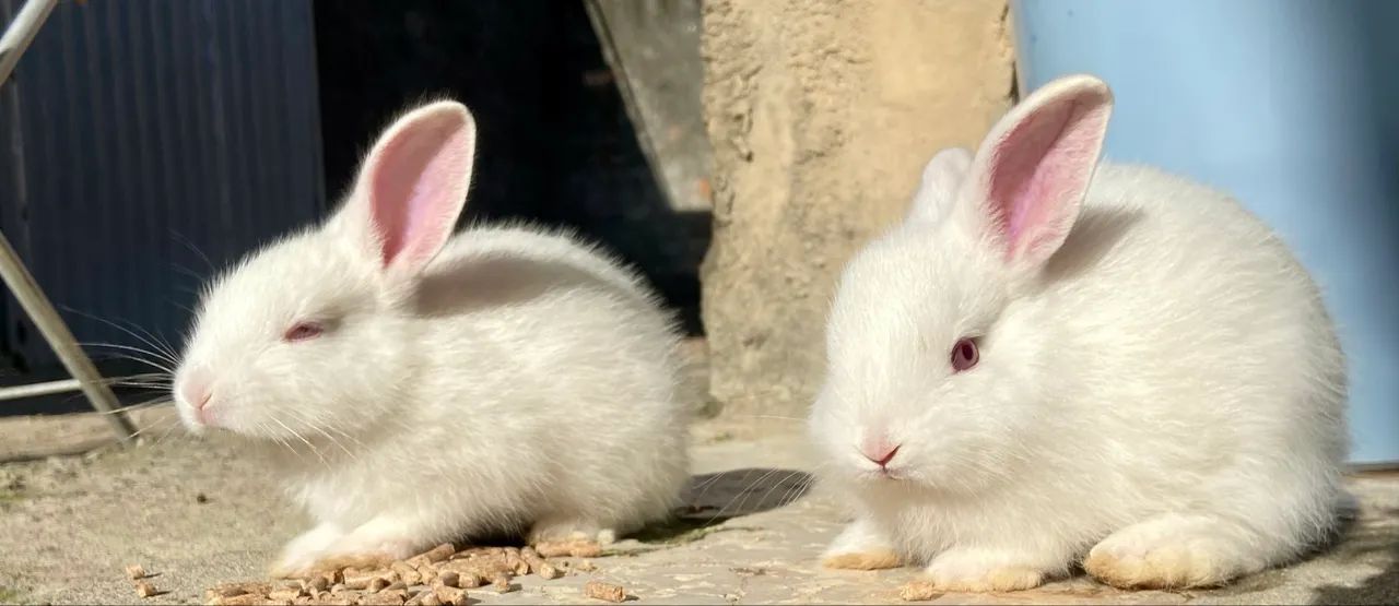 Coelhinhos Nova Zelândia - 1 mês de idade! 