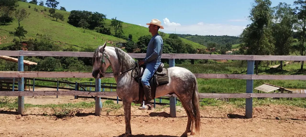 Garanhão Tordilho registrado. - Foto 3