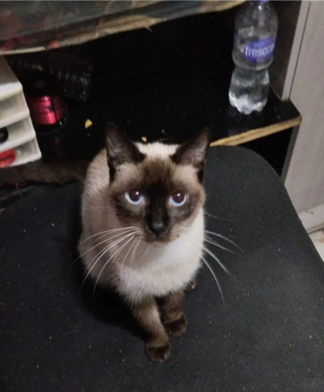 Esmeralda gata siamês dos olhos azuis. - Foto 3