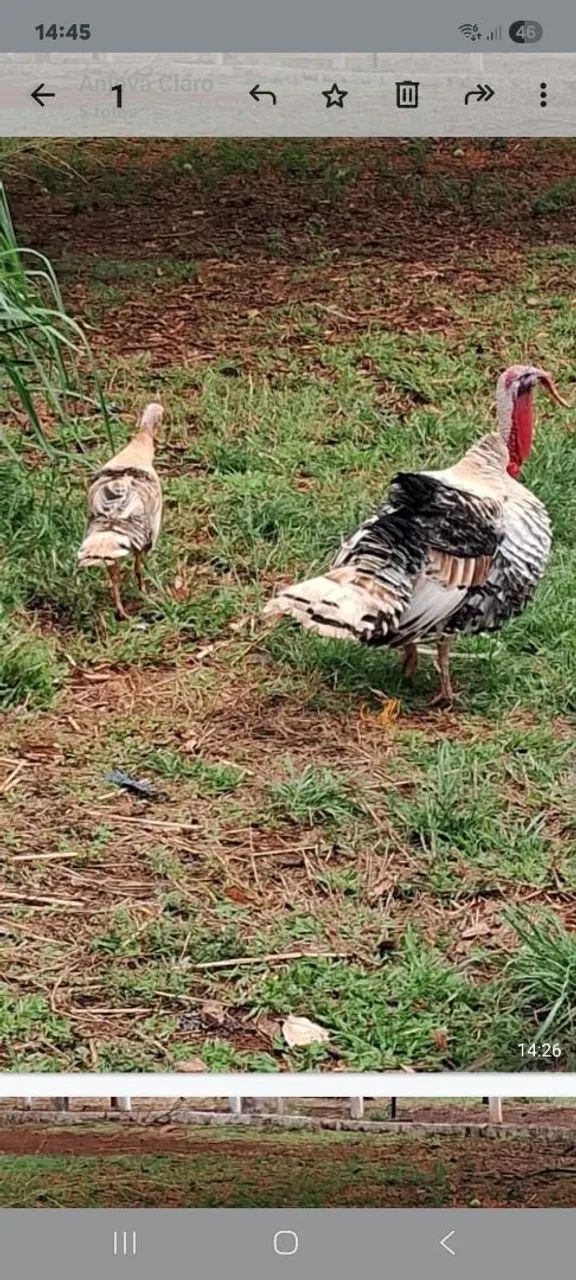 VENDA CASAL DE PERUS