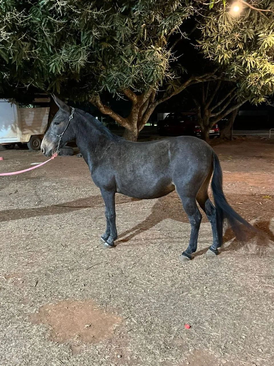 Linda e marivilhosa ,MiNe mula .. - Foto 2