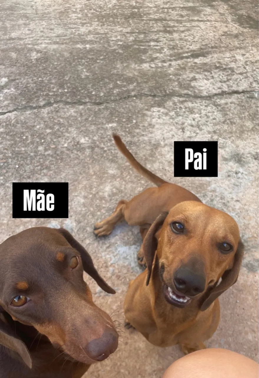 Filhotes de Dachshund/Salsicha/Cofap/Basset