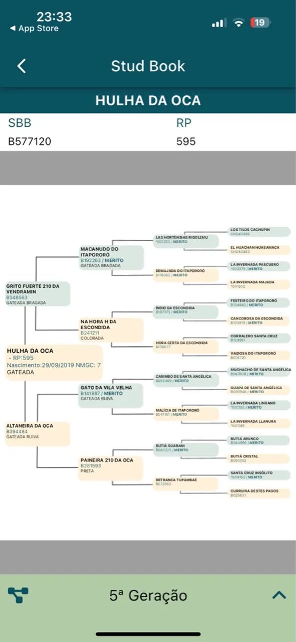 Égua crioula apta pra qual quer prova da raça!!! - Foto 3