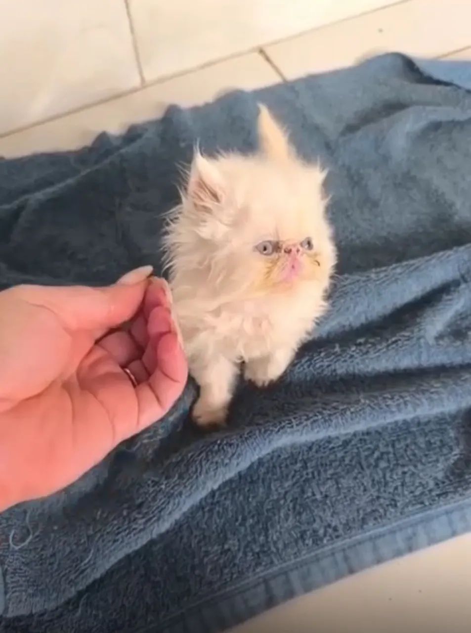 Disponível  - Foto 2