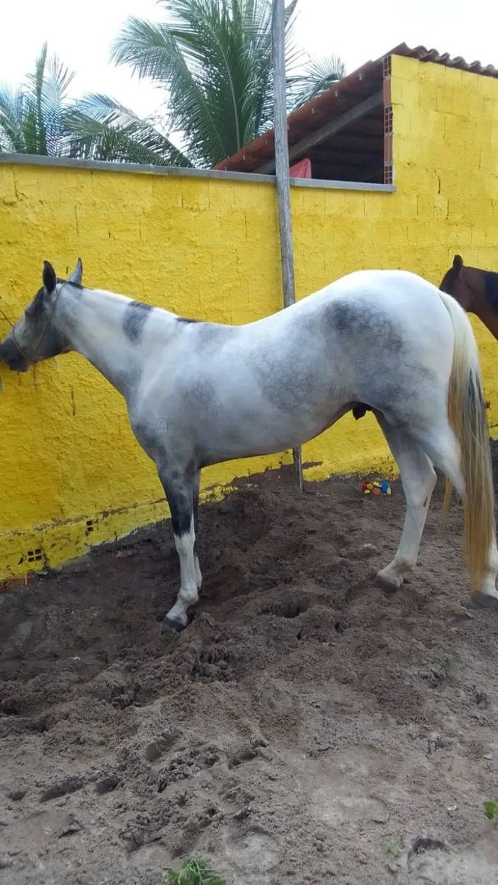 Cavalo Campolina com Papel - Foto 2