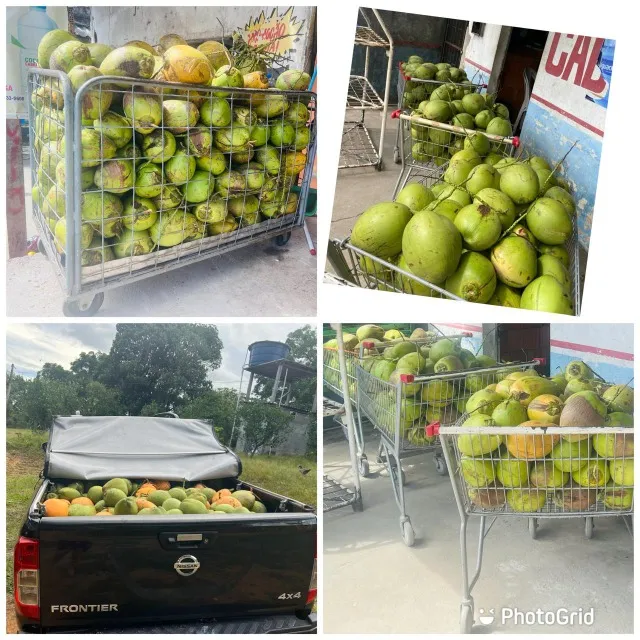 Entrega-se coco para venda de água de coco