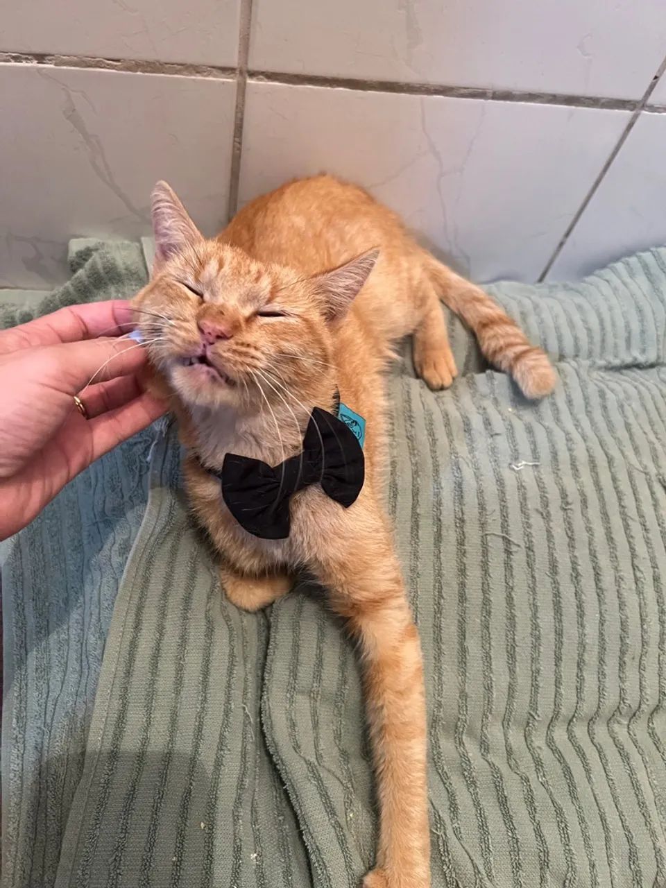 Gato Laranja Para Adoção - Foto 6