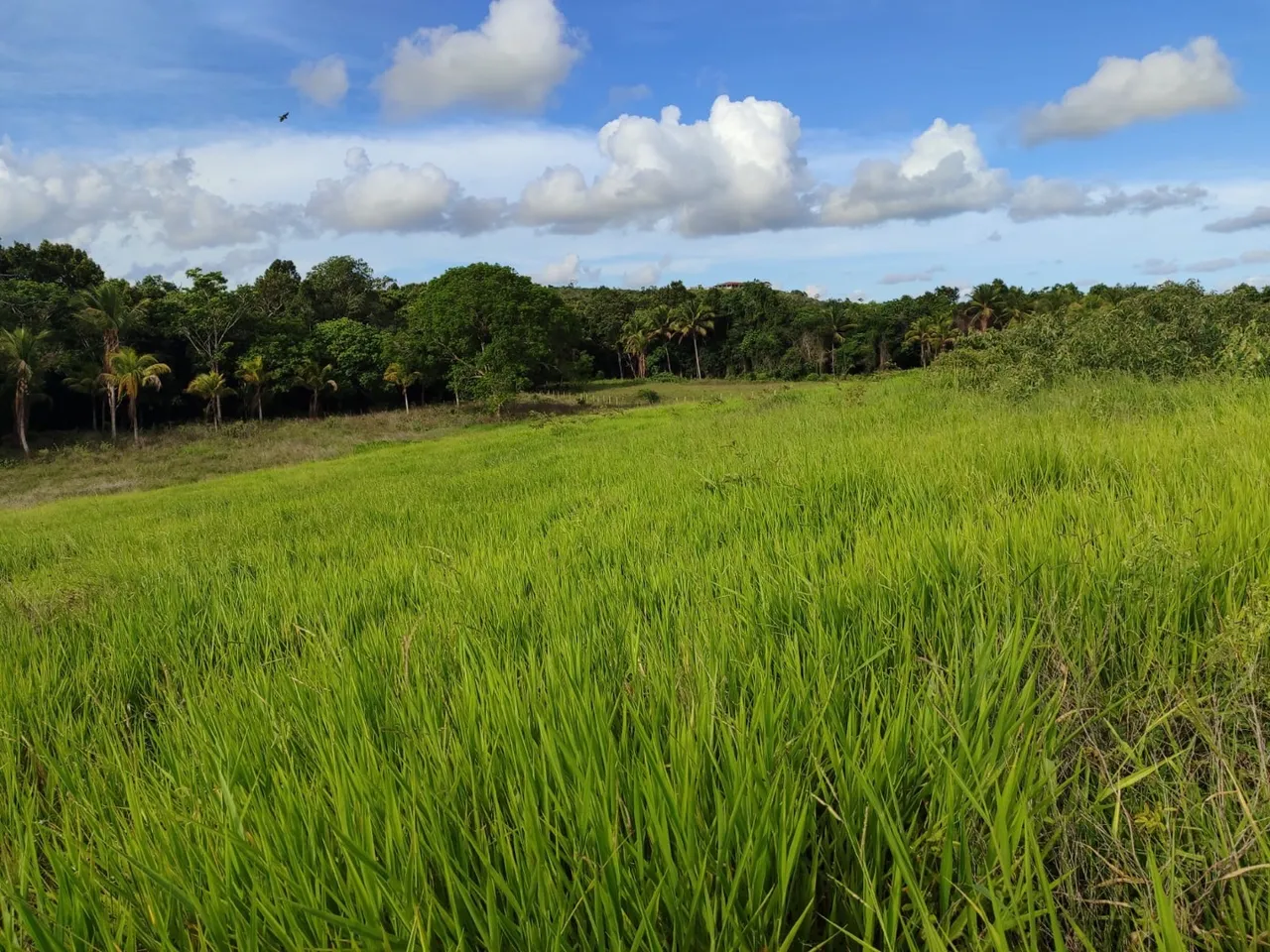 Fazenda com 141 tarefas em salgado próximo a BR101