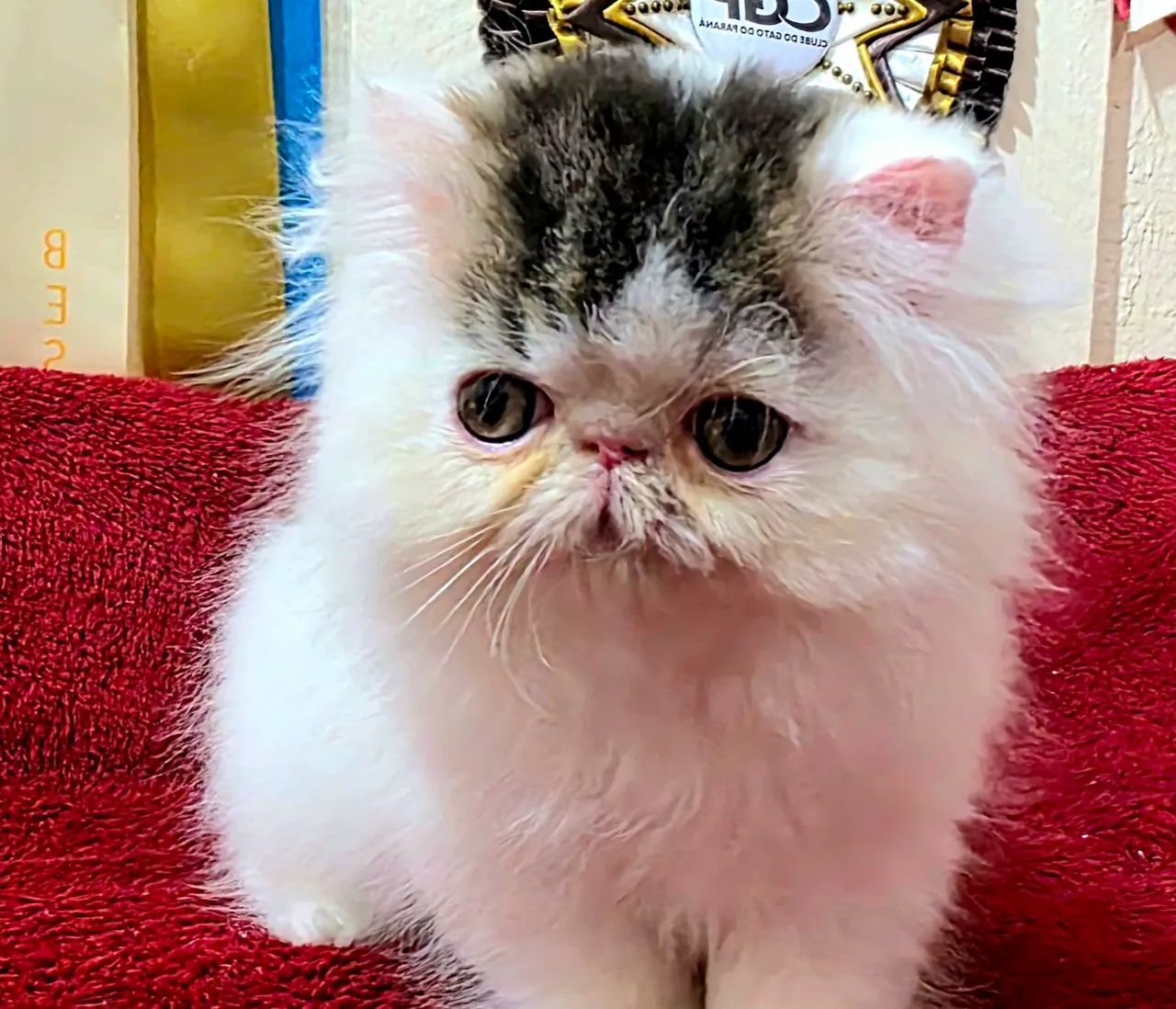 Filhote de gato persa - Foto 5