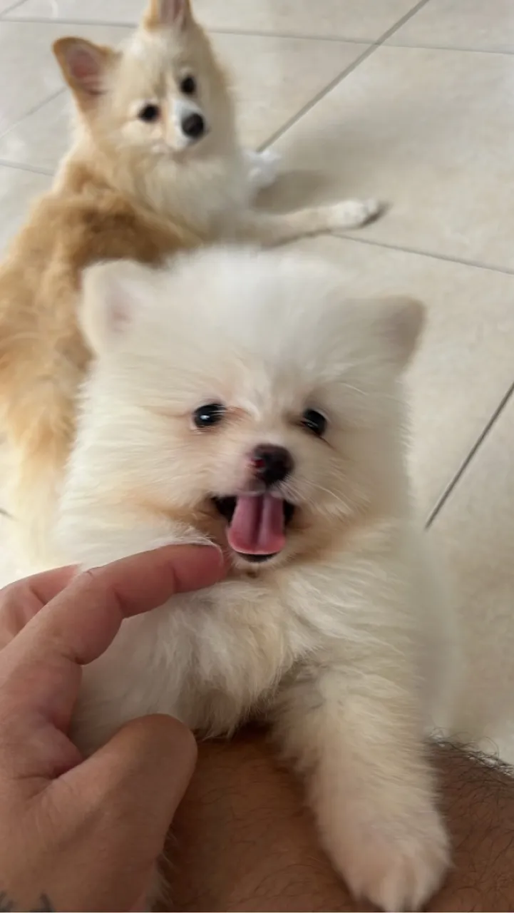 Filhote de Spitz Alemão - Lulu da pomerania