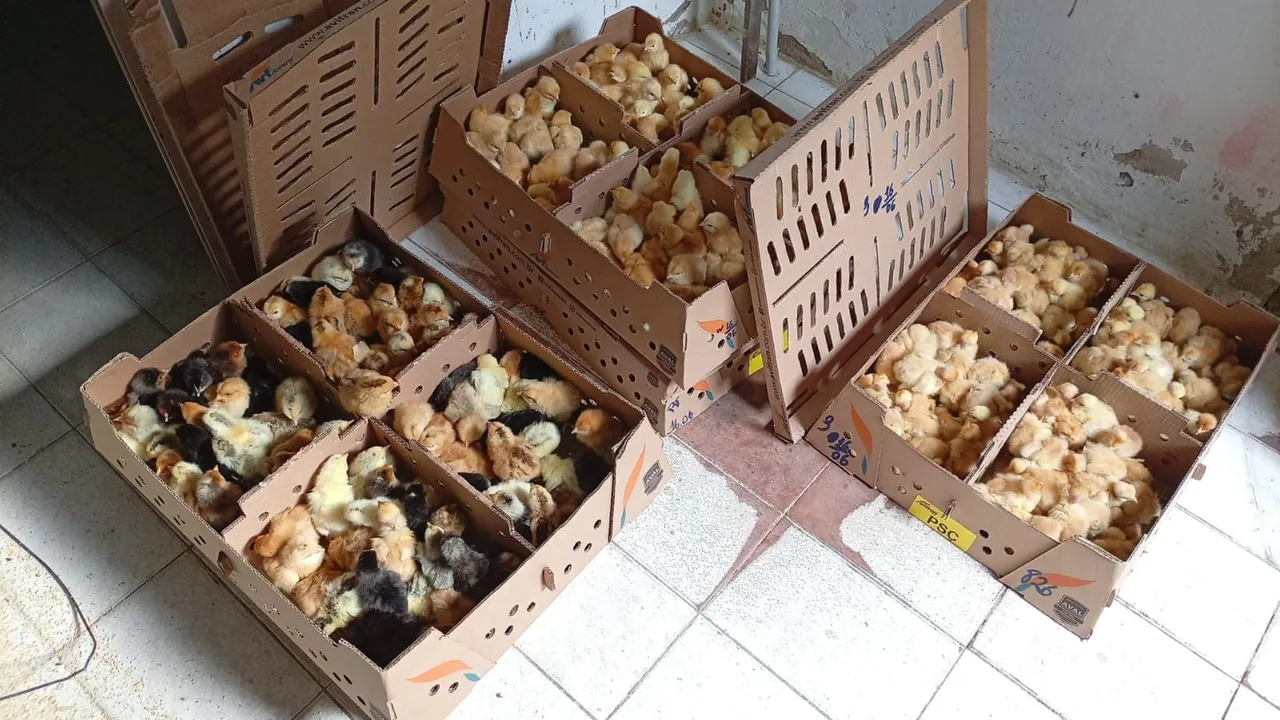 Pintos de Galinha caipira