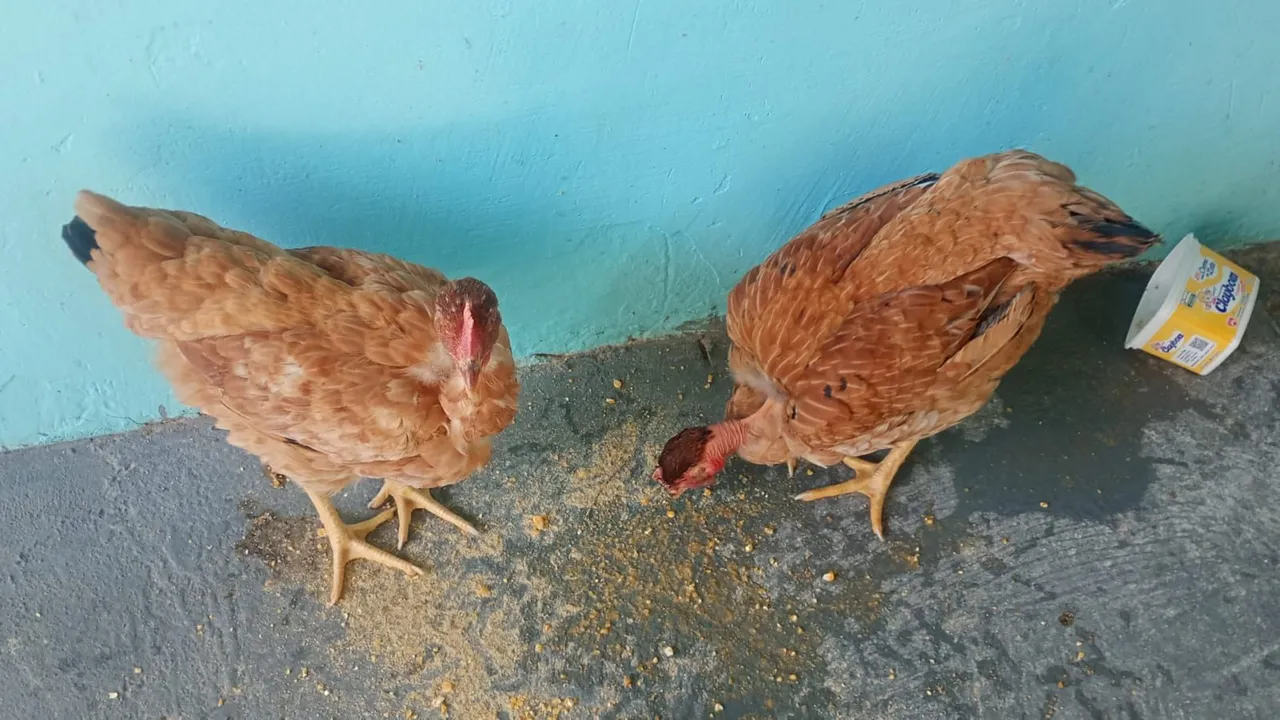 Galinhas caipiras para venda