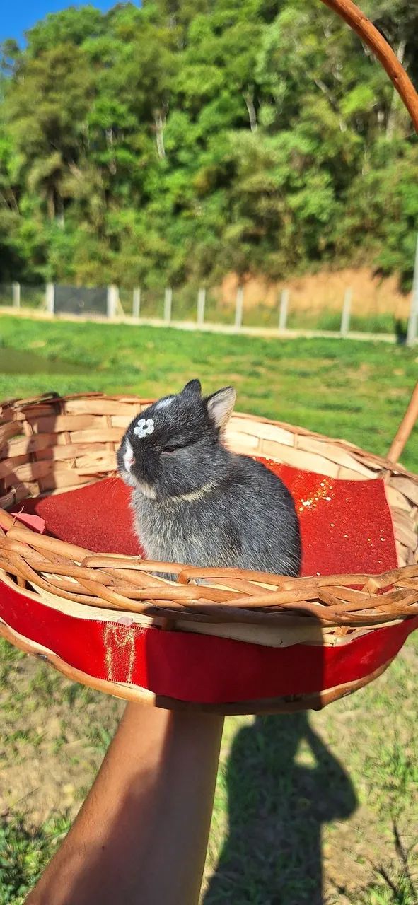 Mini Netherland Dwarf Rabbit64650777870467122