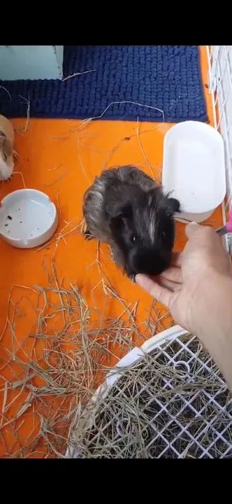 Porquinha da Índia  - Foto 2