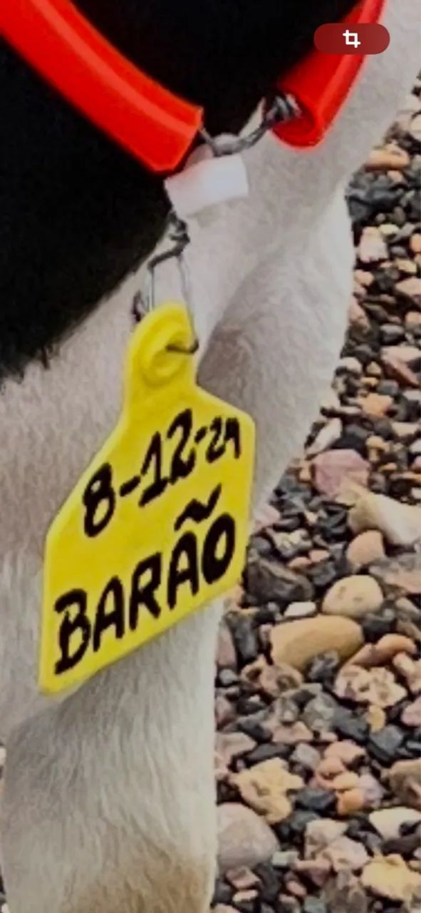 Reprodutor para clientes exigentes DORPER PO - Foto 2