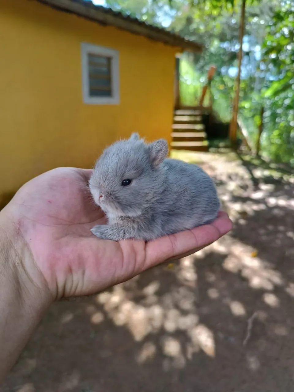 COELHINHO ANÃO - NETHERLAND DWARF - MENOR DO MUNDO - Foto 3