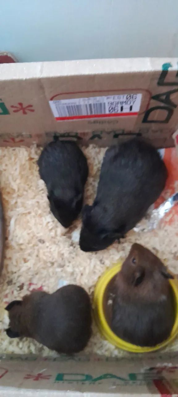 4 porquinhos da india mãe com 3 filhotes e o pai