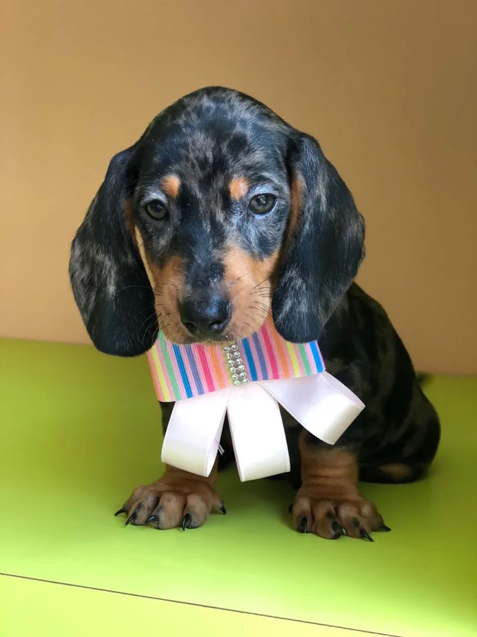 Filhote de Dachshund Arlequim - Uma Fofura - Foto 2