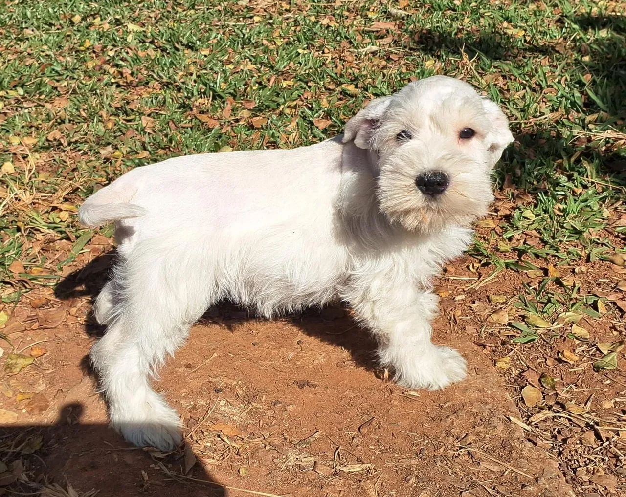 Scnhauzer belíssimos - Foto 5